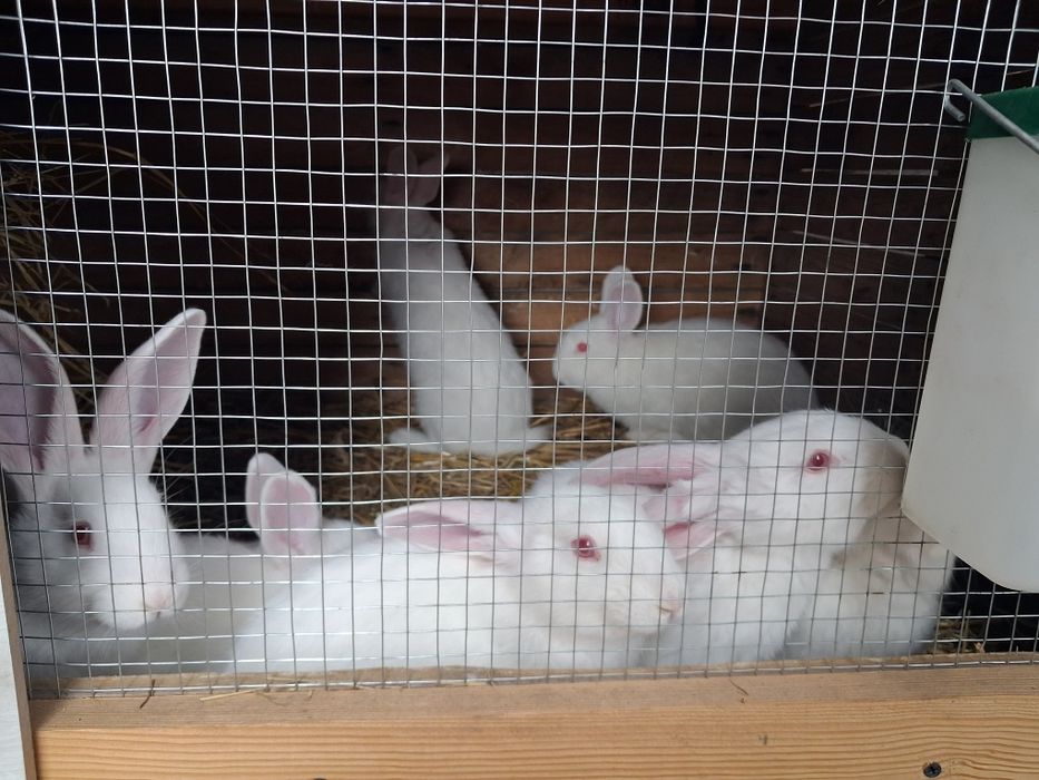 Kroliki termondzkie nowozelandzkie