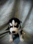 Śliczna dziewczyna Siberian Husky