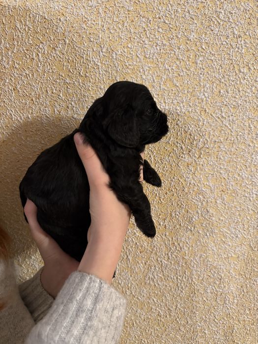 Cavapoo, pudel red i cavsloer king charles spaniel