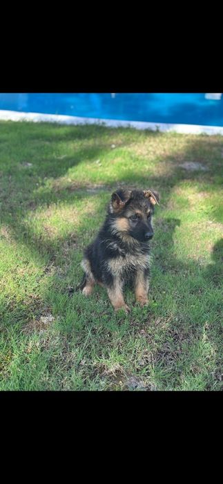 Pastor alemão pêlo curto