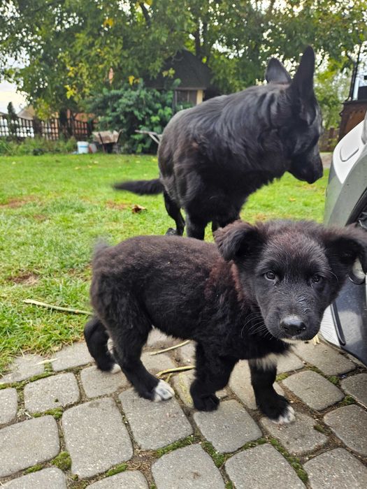 Oddam pieska po czarnym owczarku niemieckim