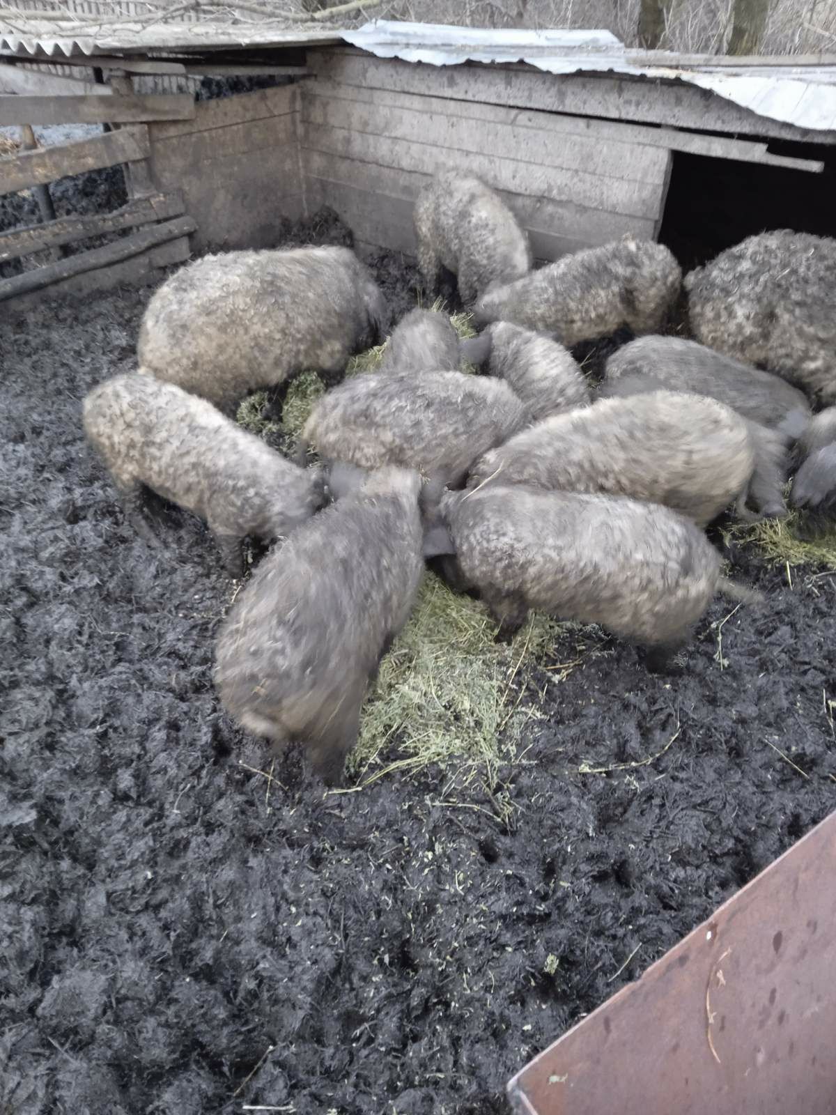 Свинки породи Угорська мангалиця