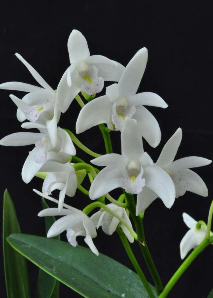 Орхидея  дендробиум мини kingianum var album