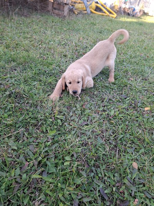 Suczka Golden Retriever