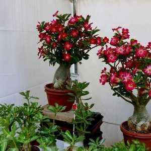 Adenium obesum Róża Pustyni +GRATISY