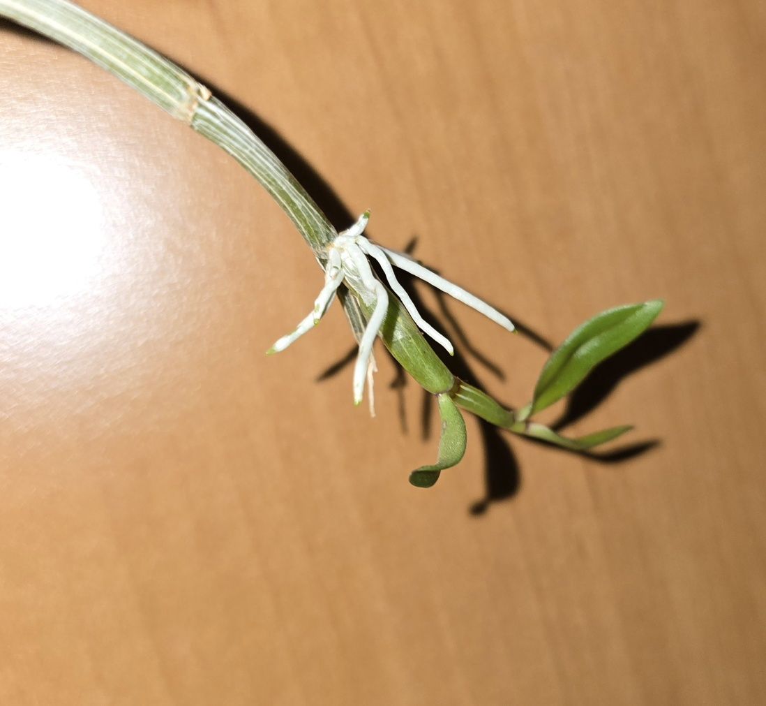 Дендробіум Dendrobium bohemian rhapsody