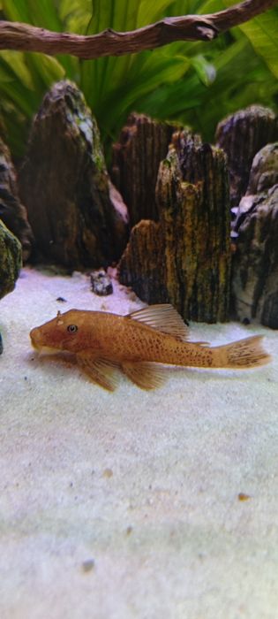 Zbrojniki, glonojady