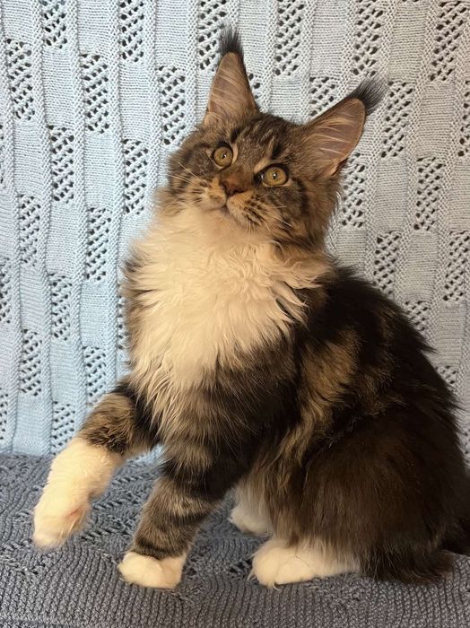 Шикарный котенок мейн-кун (девочка)