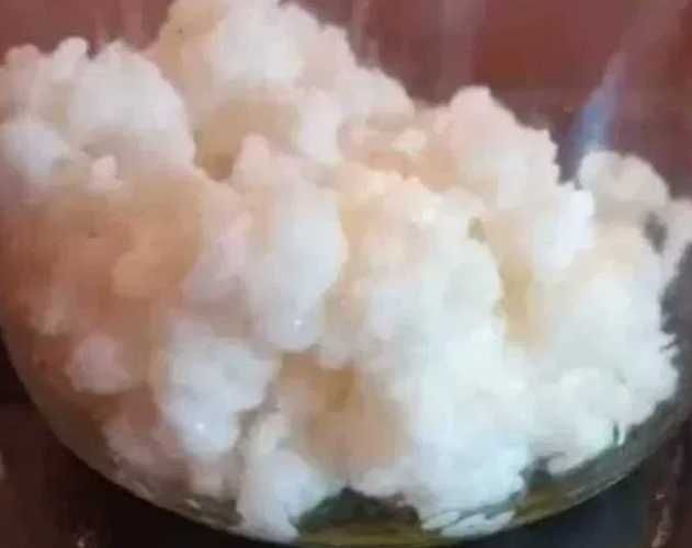 grzybek tybetański ziarna kefirowe 20g duza prcja