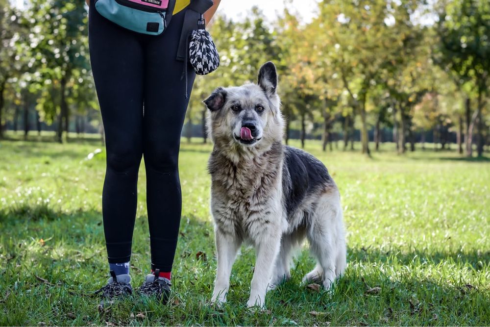 Ramona-piękna satrsza suczka czeka na wymarzony dom-adopcja