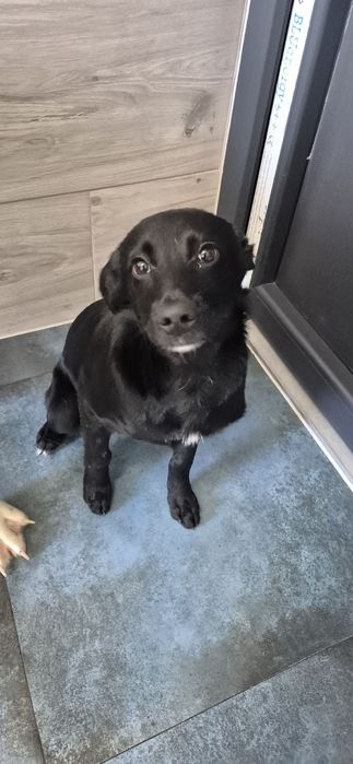 Szczeniak chłopczyk około 5 miesięcy