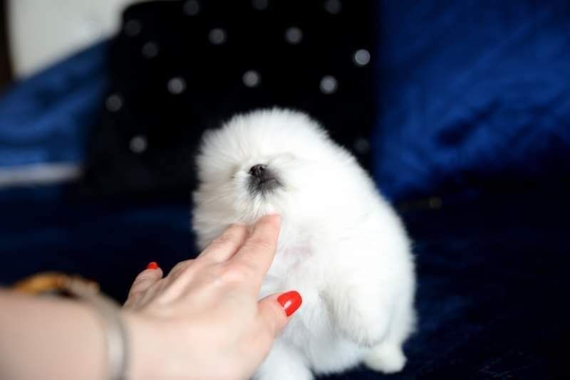 Pomeranian mini sunia biała