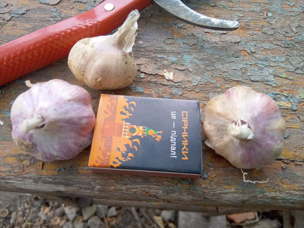 Продається часник