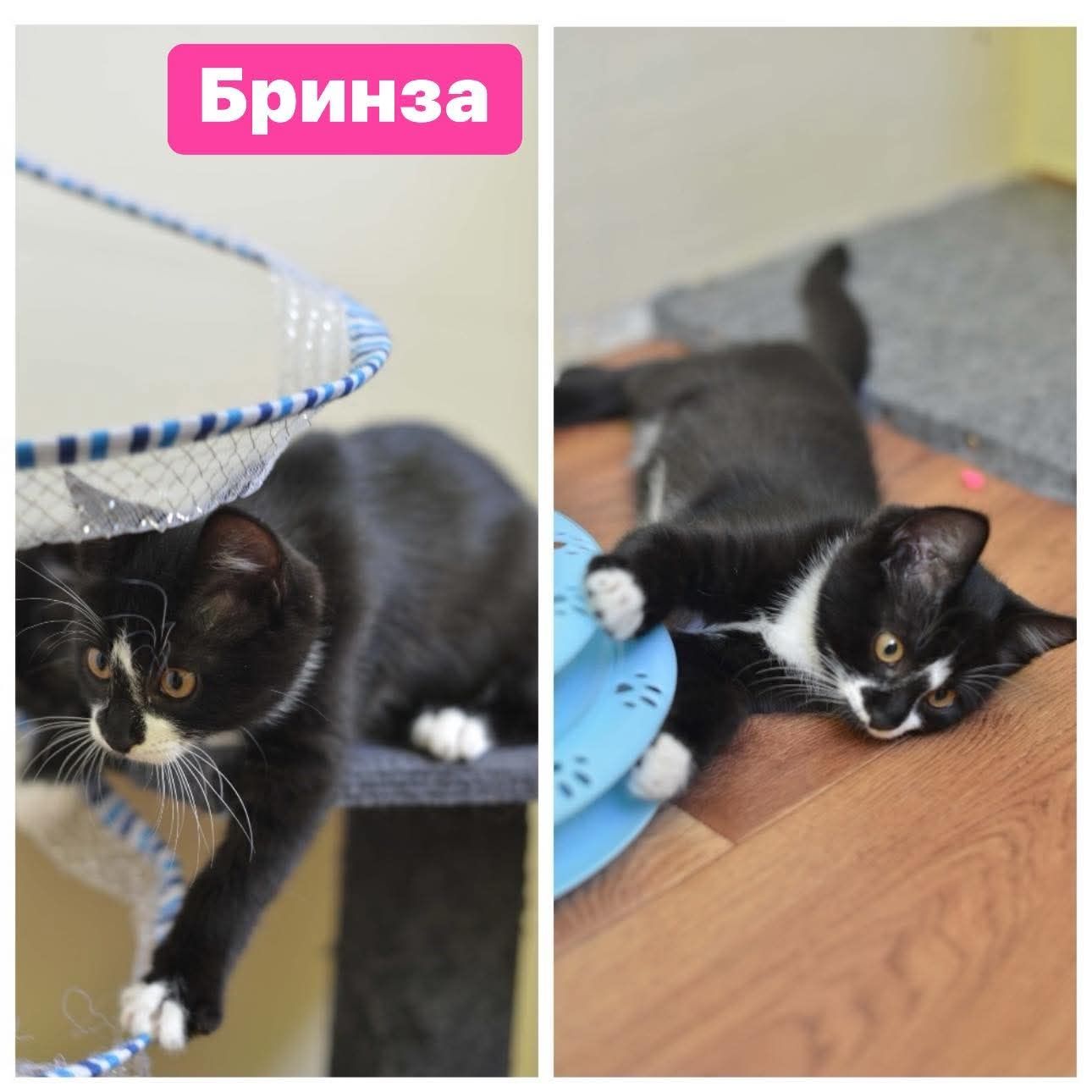 Сирна четвірка  шукає дім