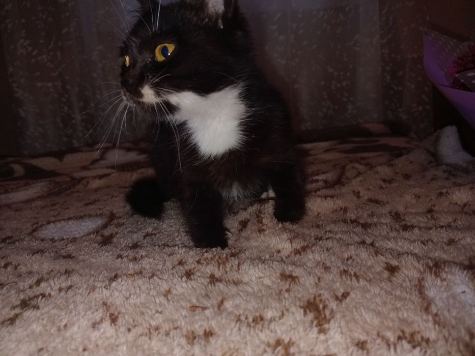 Котята,  коты, кошки