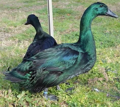 Patos cayuga e outros.