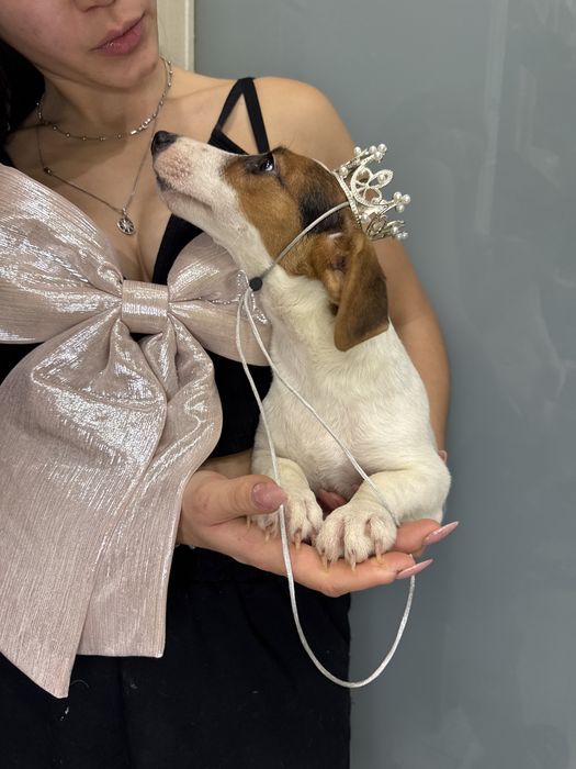 Джек рассел терьер- справжня красуня