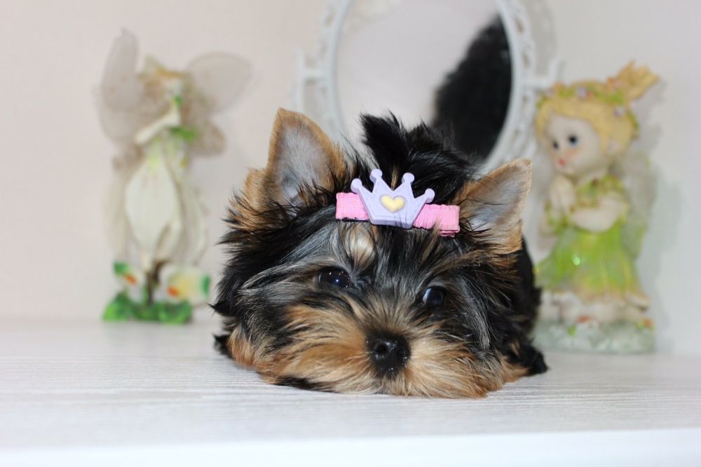 Девочка Йорка