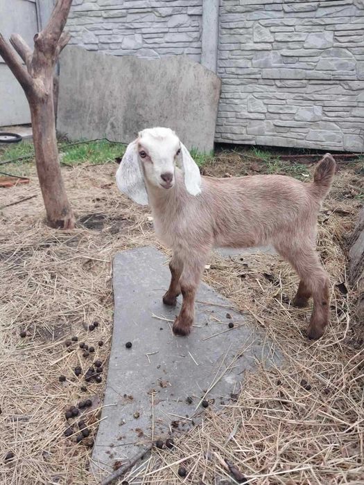 Англо-нубійська козочка, молода коза
