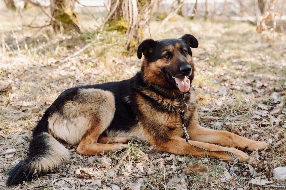 Atos piekny ,duzy ,madry pies