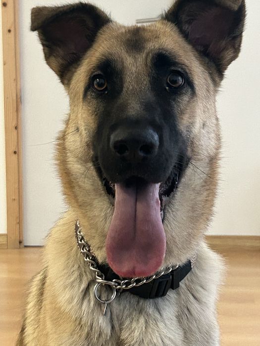 Cadela - Serra da Estrela com Pastor Alemão