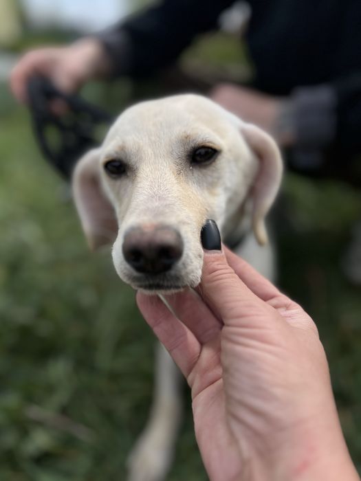 Собака для семьи Кока стерилизована девочка