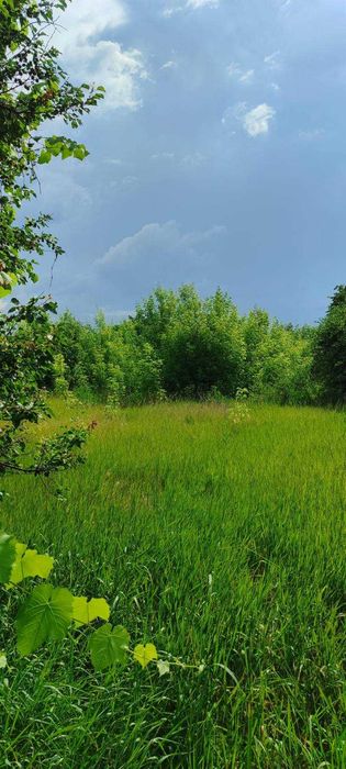 Дача біля лісу з великим дворищем та ділянкою 60 сот