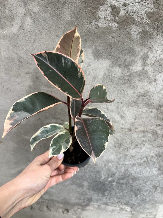 Фікус кімнатний Tinekke i Abigan