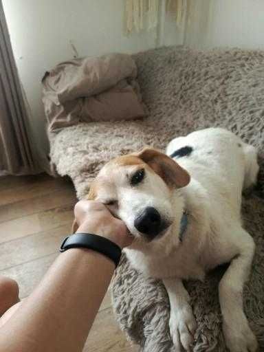 Florka, nieduża sunia do kochania i przytulania.