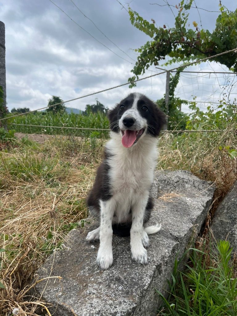 Border Collie TOP