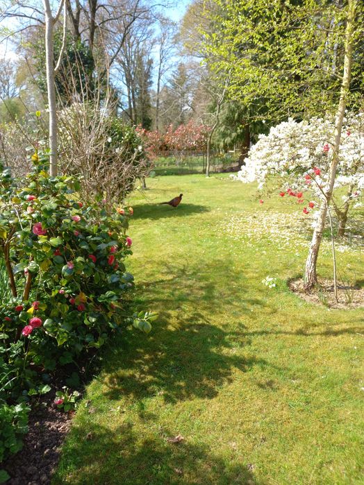 serviços de Jardim e bricolagem com experiência garantida