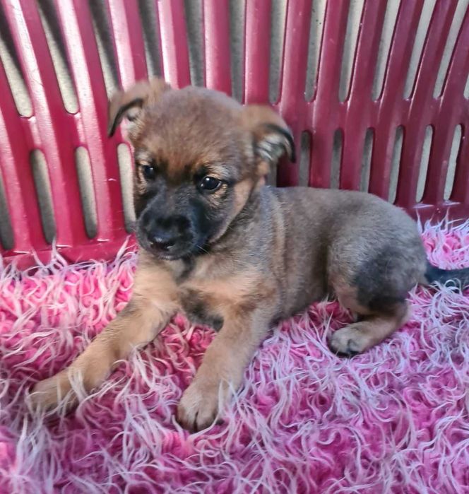 Trzymiesięczna Lula nie ma domu.