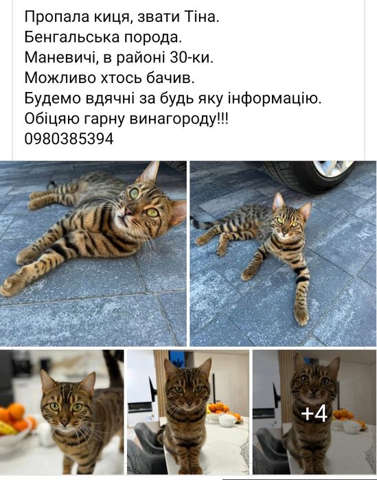 Пропала киця. Винагорода 15000грн