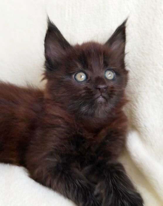 Кішечка породи Мейн Кун