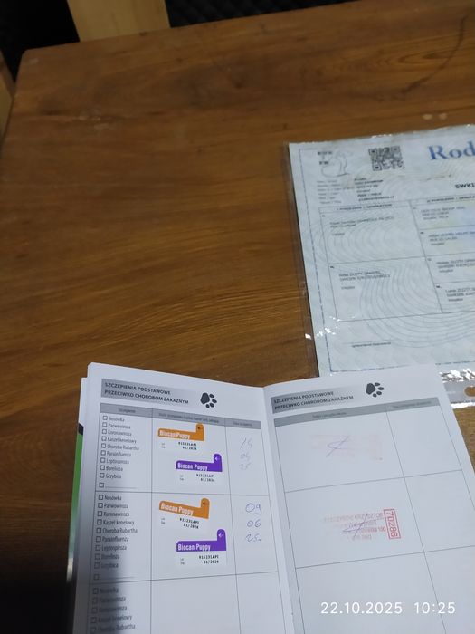 Beagle piesek 6 miesięcy szczepiony z rodowodem