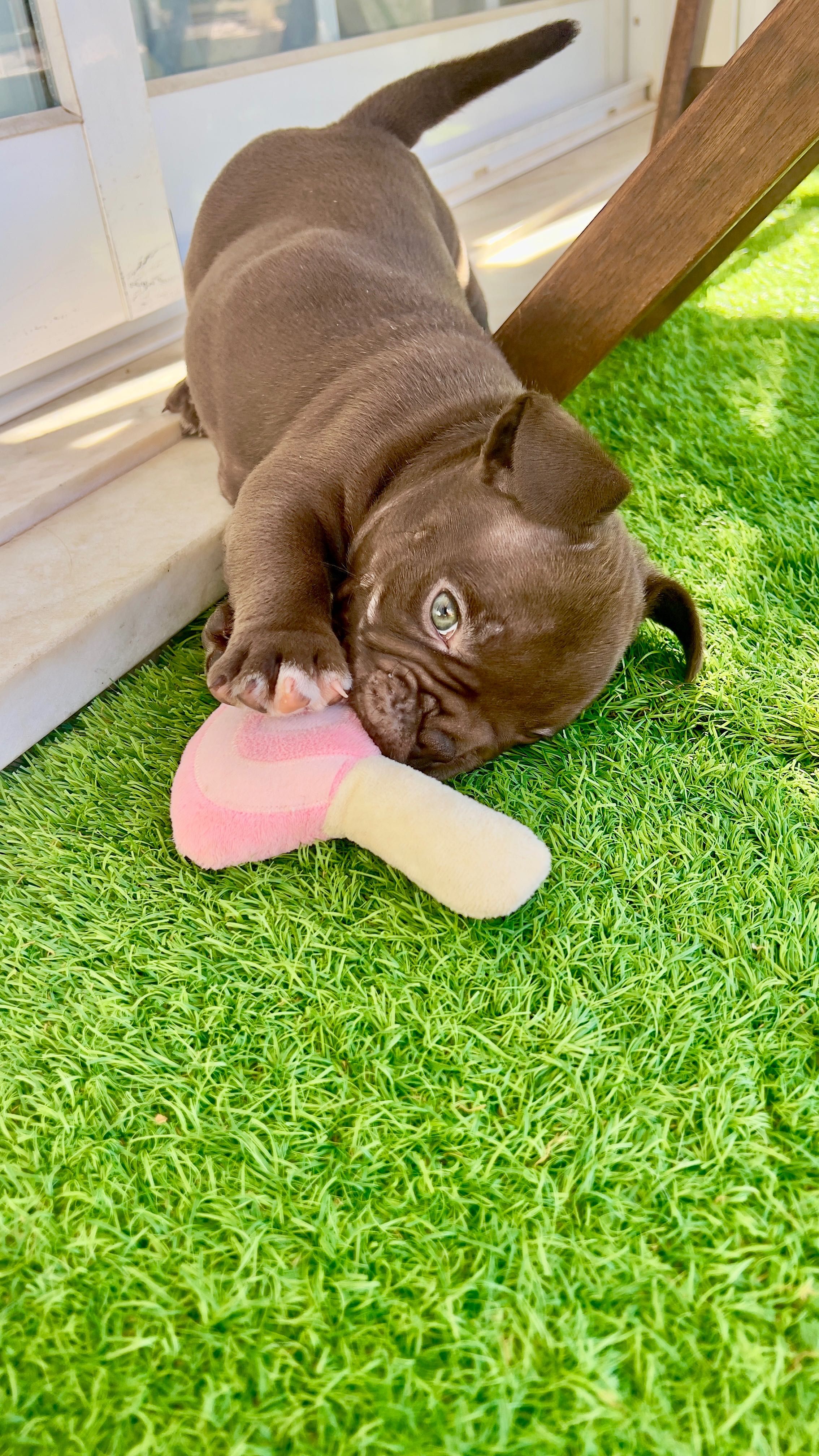 American Bully Micro Chocolate – Linhagem 2xCrow Importada
