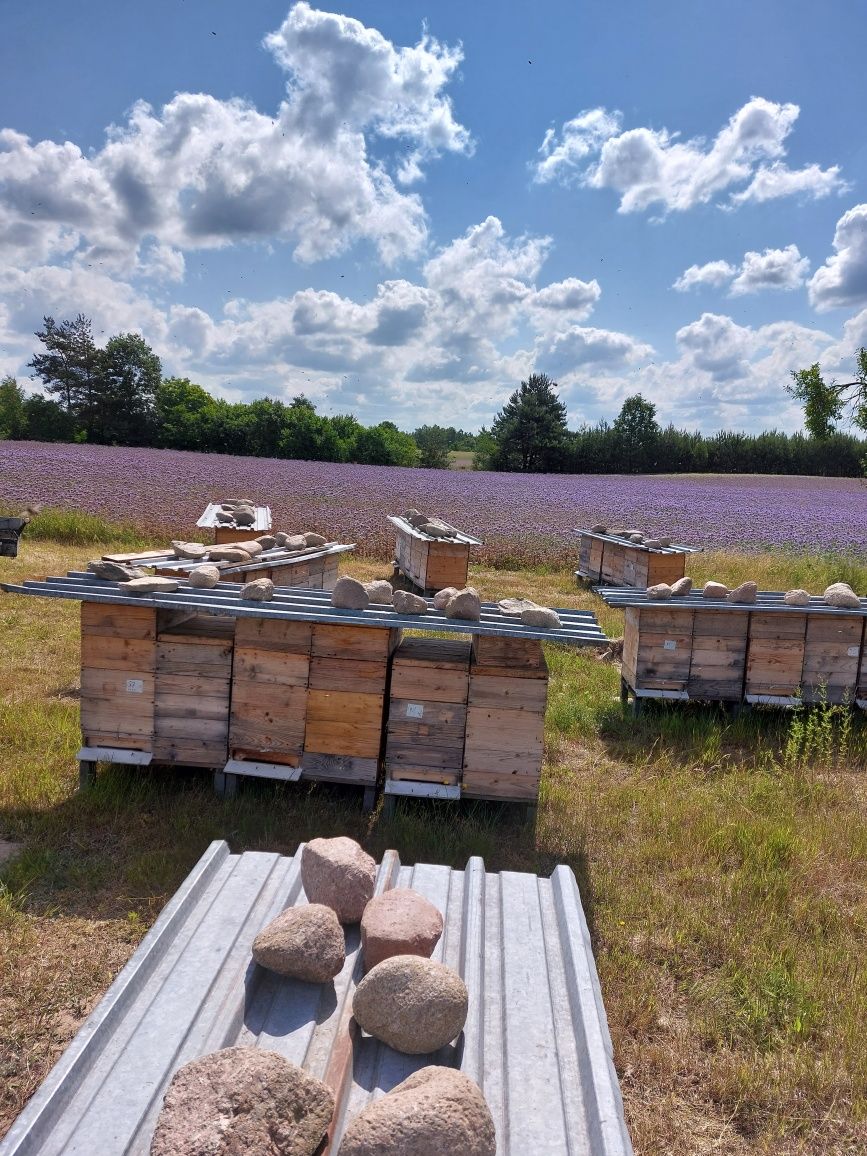 Rodziny pszczele, pszczoły do sadu. Zapylanie czereśnie, śliwy, borówk