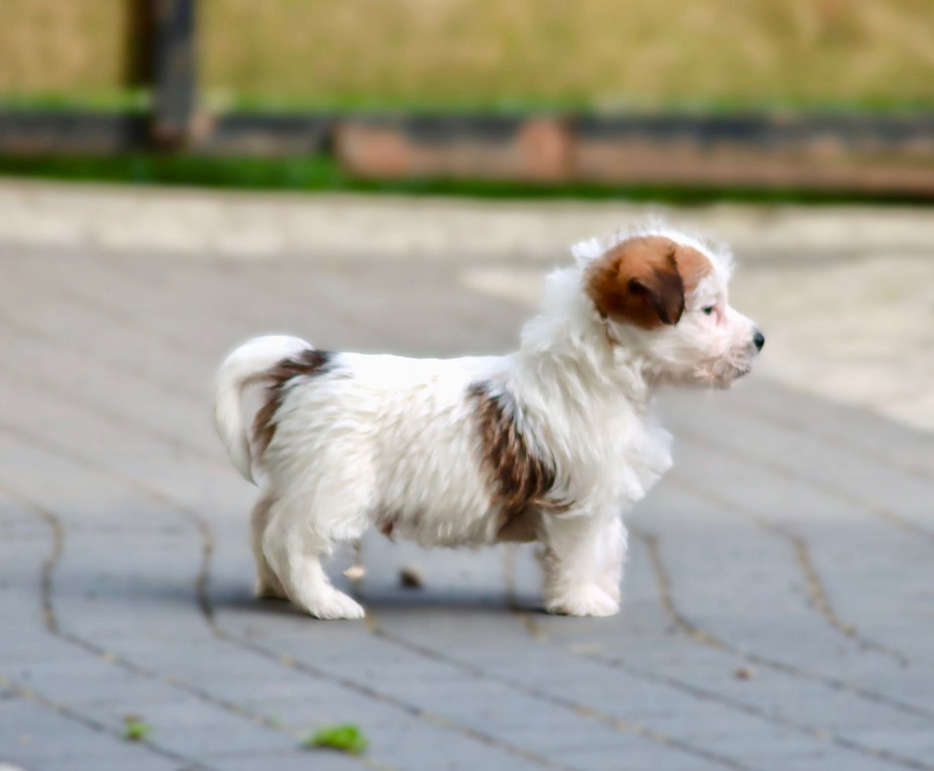 Jack Russell Terrier