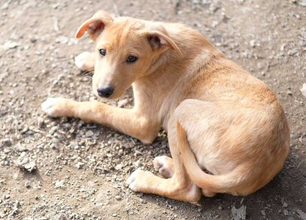 Cachorrinho para adoção responsável