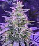 ‼️ 20szt Auto Amnezia Haze Nasiona marihuany Konopie indyjskie THC og