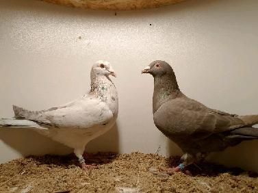 Gołębie pocztowe młode stipper brown almond