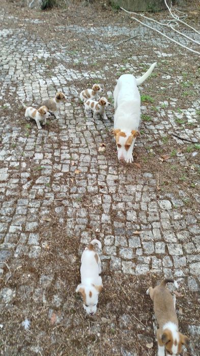 Procura-se dono para cachorros