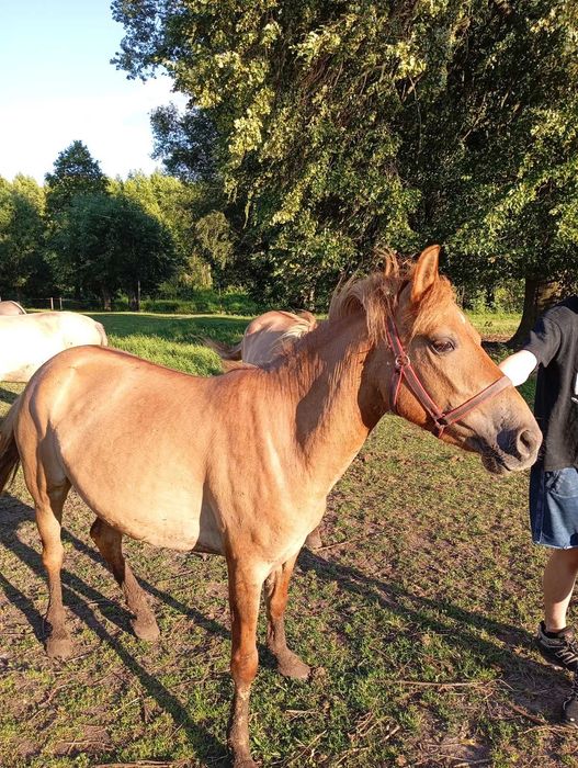 Konik Polski - 4 letnia klacz