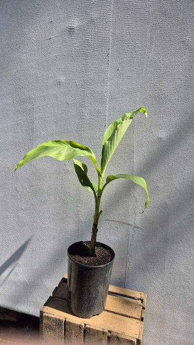 Banan Musa Basjo Bananowiec