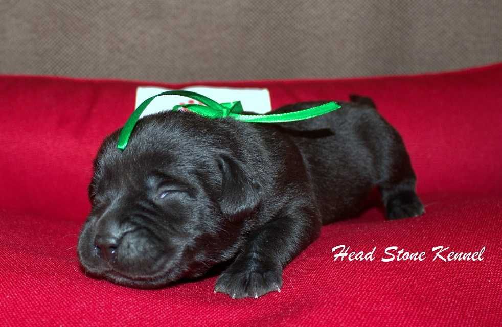 Лабрадор ретривер