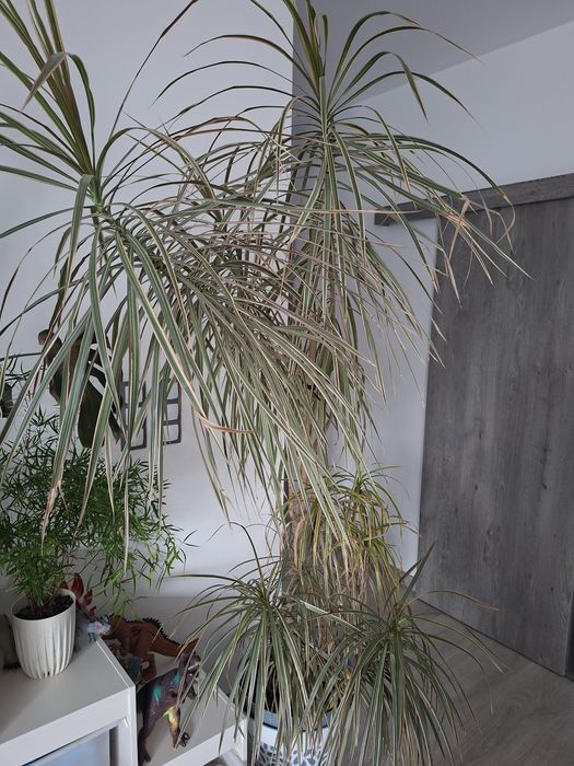 Kwiat Dracena ponad 2m
