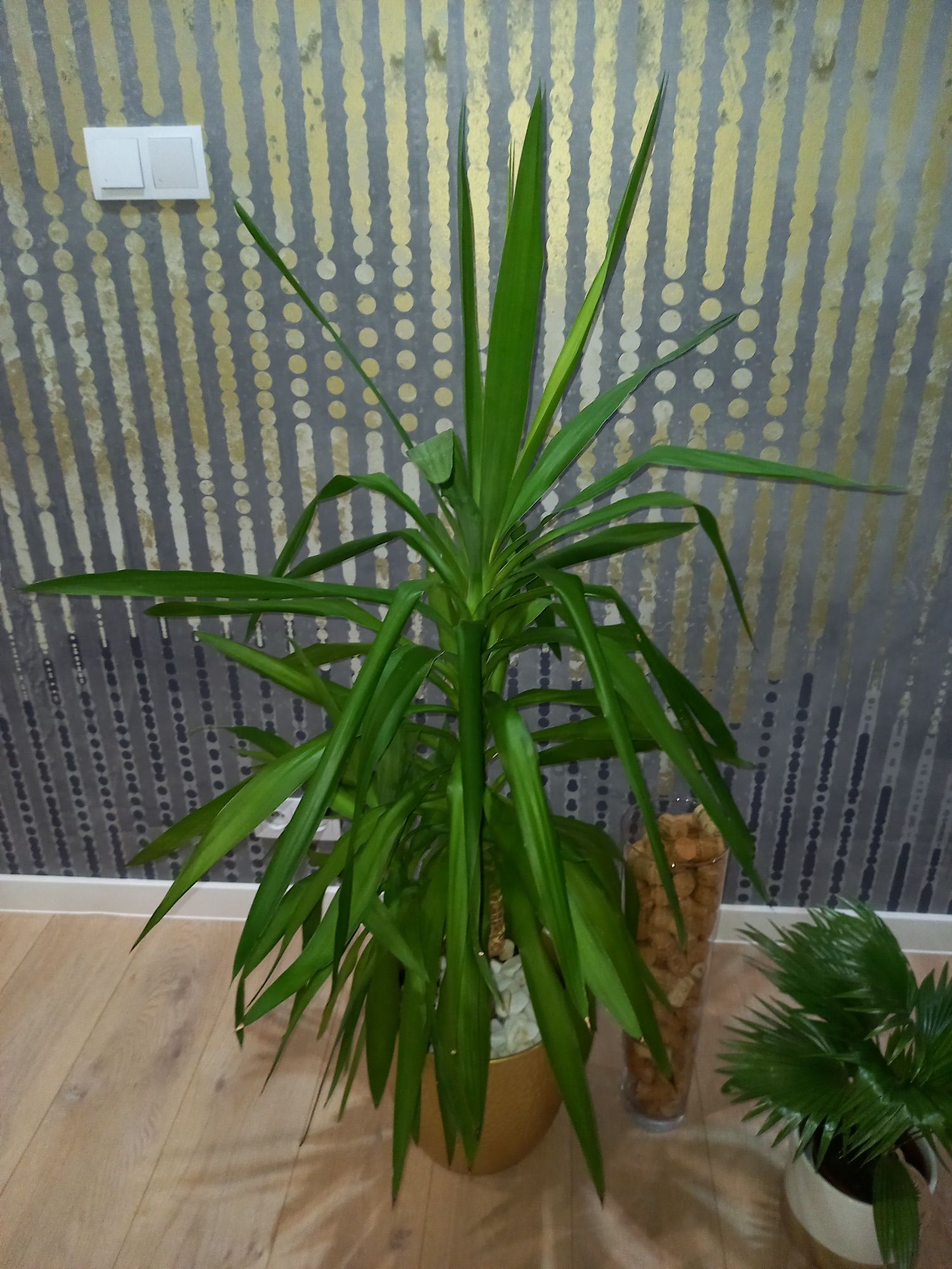 Juka Yucca 110 cm