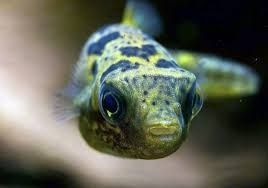 Тетрадон карликовий рибка акваріумна