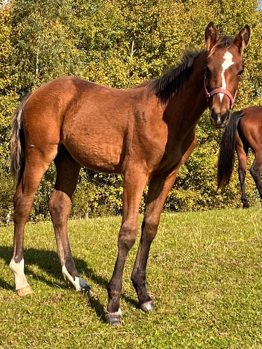 Ogierek po Cornetino