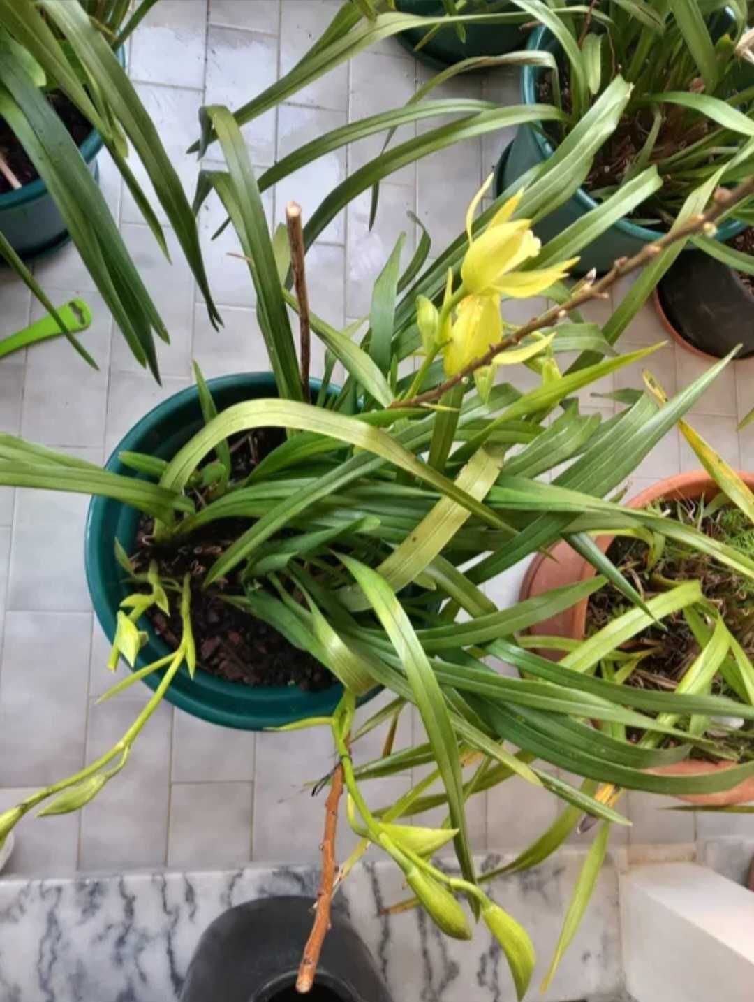 Orquideas amarelas muito resistentes de exterior